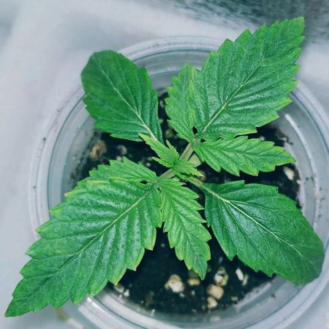 WW growlog timeline photo