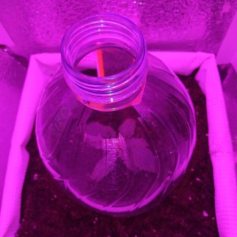 WW growlog timeline photo