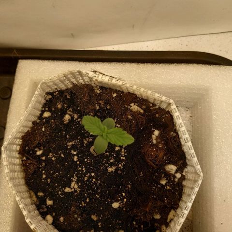OG Kush Auto growlog timeline photo