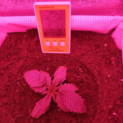 WW growlog timeline photo