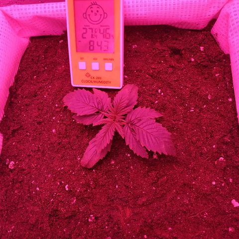 WW growlog timeline photo