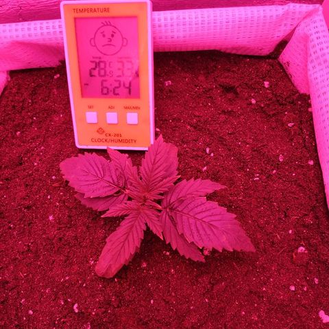 WW growlog timeline photo