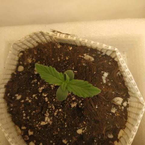 OG Kush Auto growlog timeline photo