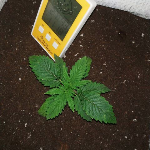 WW growlog timeline photo