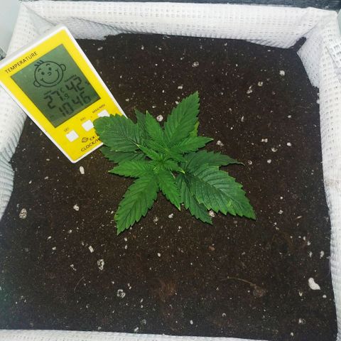 WW growlog timeline photo