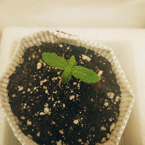 OG Kush Auto growlog timeline photo