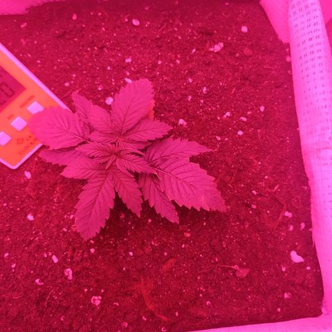 WW growlog timeline photo