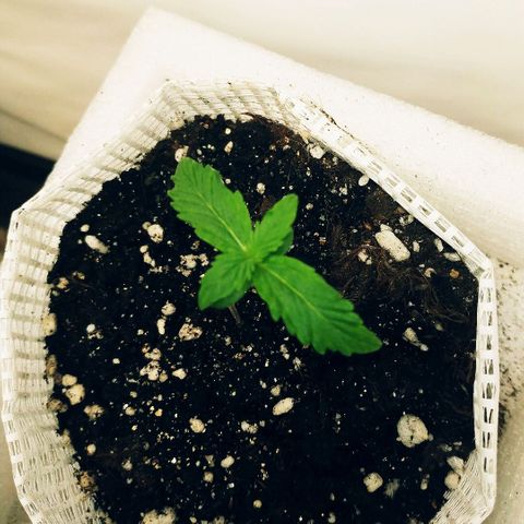OG Kush Auto growlog timeline photo