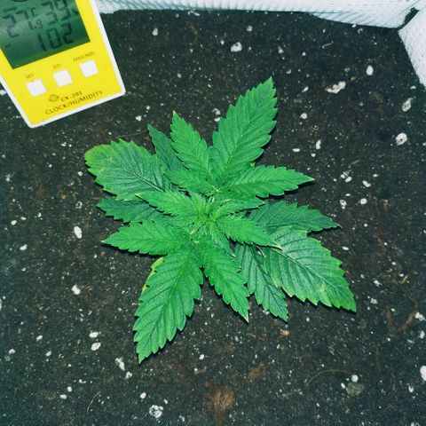 WW growlog timeline photo