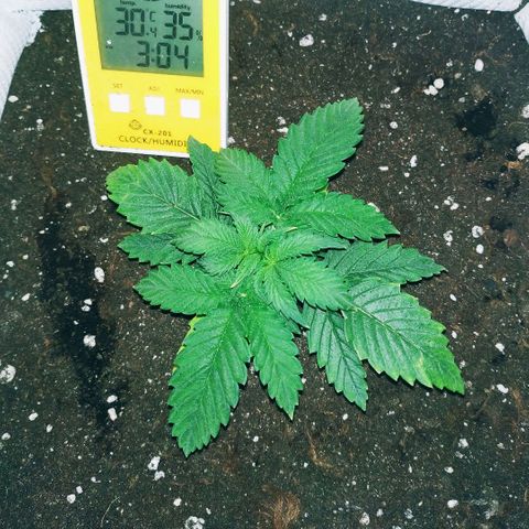 WW growlog timeline photo