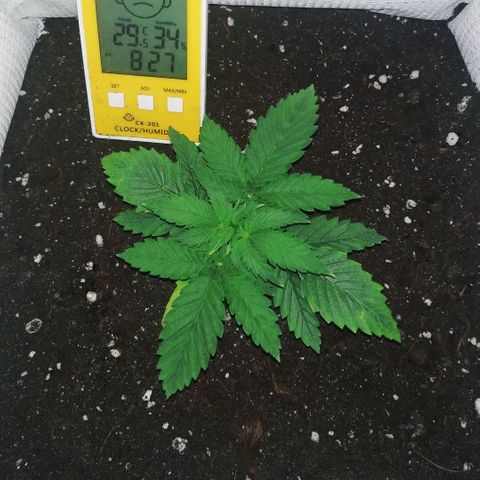 WW growlog timeline photo