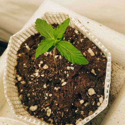 OG Kush Auto growlog timeline photo