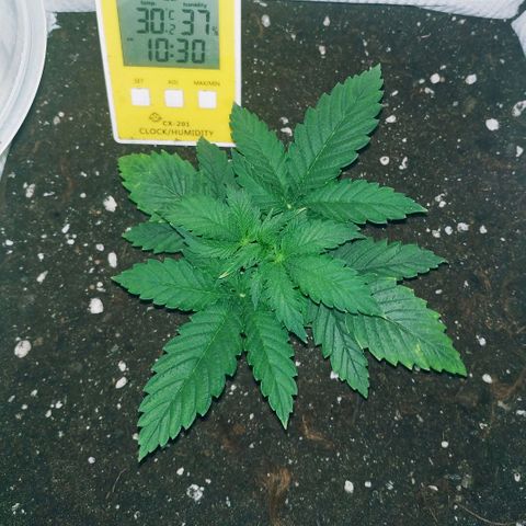 WW growlog timeline photo