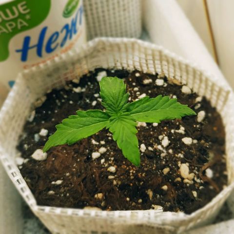 OG Kush Auto growlog timeline photo