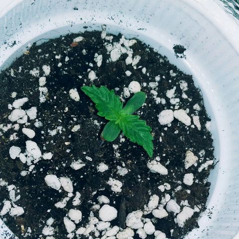AK 49 #2 growlog timeline photo