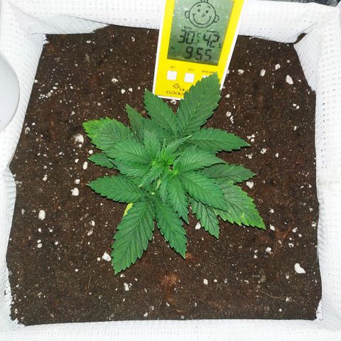 WW growlog timeline photo