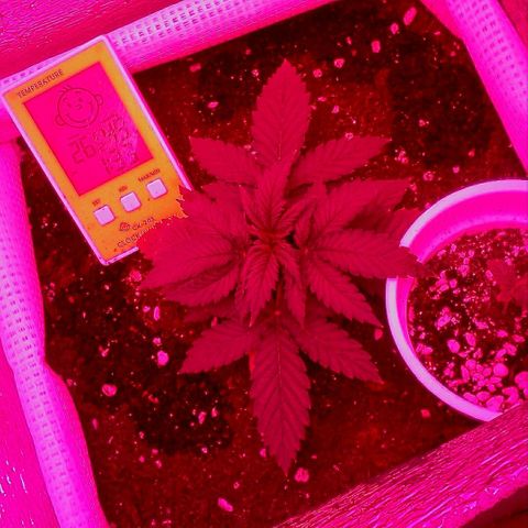 WW growlog timeline photo