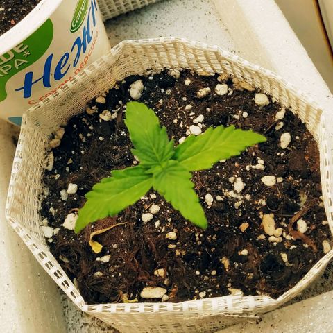 OG Kush Auto growlog timeline photo