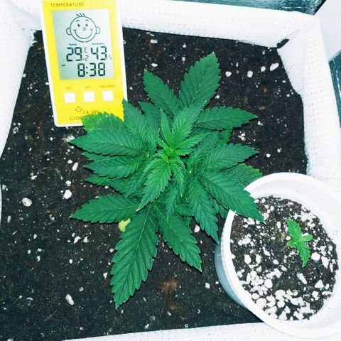 WW growlog timeline photo