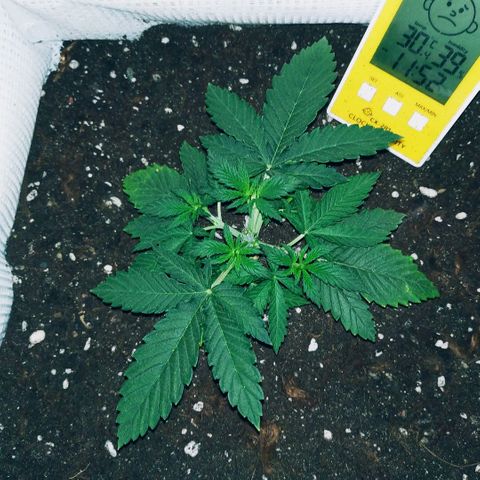 WW growlog timeline photo