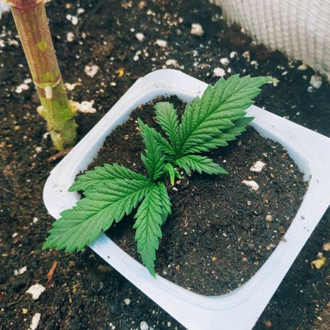 WW growlog timeline photo
