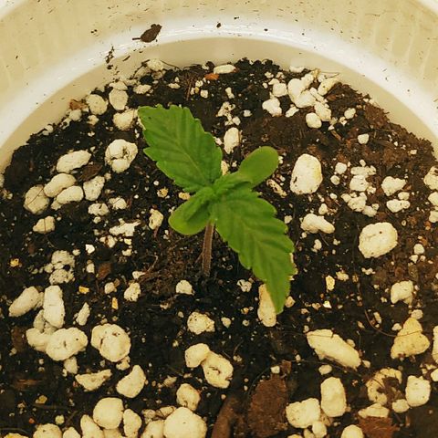 AK 49 #2 growlog timeline photo