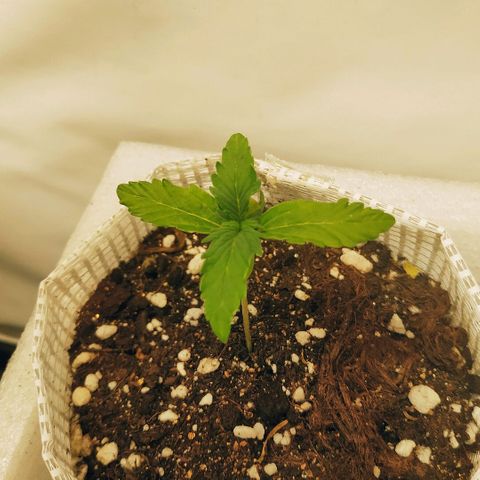 OG Kush Auto growlog timeline photo