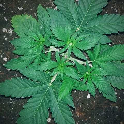 WW growlog timeline photo