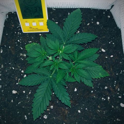 WW growlog timeline photo