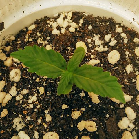 AK 49 #2 growlog timeline photo