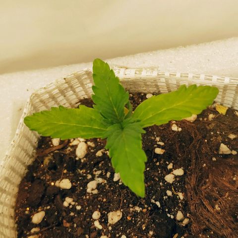 OG Kush Auto growlog timeline photo