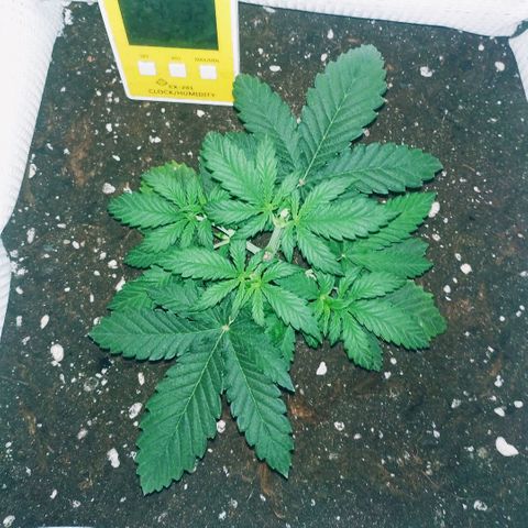 WW growlog timeline photo