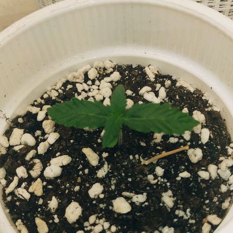 AK 49 #2 growlog timeline photo