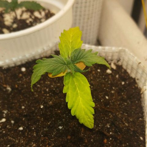 OG Kush Auto growlog timeline photo
