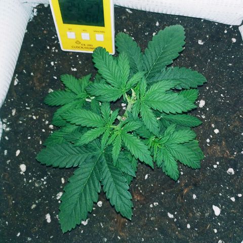 WW growlog timeline photo