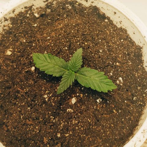 AK 49 #2 growlog timeline photo