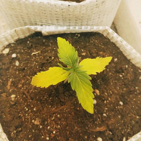 OG Kush Auto growlog timeline photo