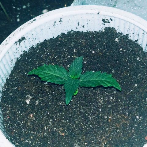AK 49 #2 growlog timeline photo