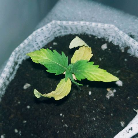 OG Kush Auto growlog timeline photo