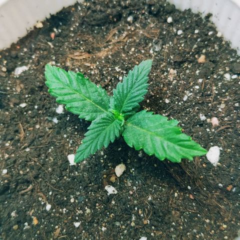 AK 49 #2 growlog timeline photo