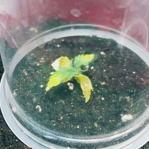 OG Kush Auto growlog timeline photo