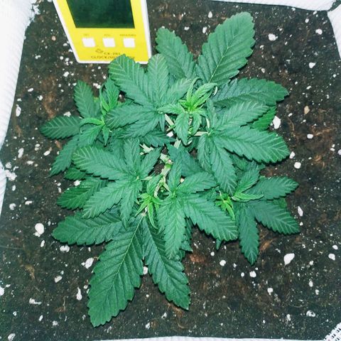 WW growlog timeline photo