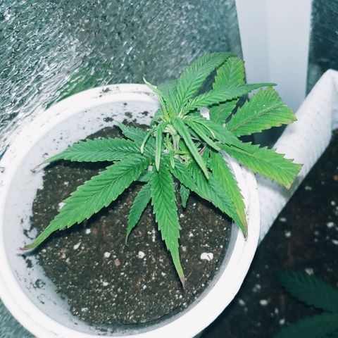 Lemon Haze Clone 1 growlog timeline photo