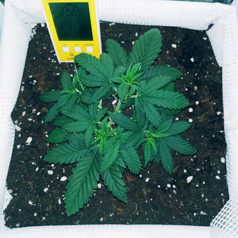 WW growlog timeline photo