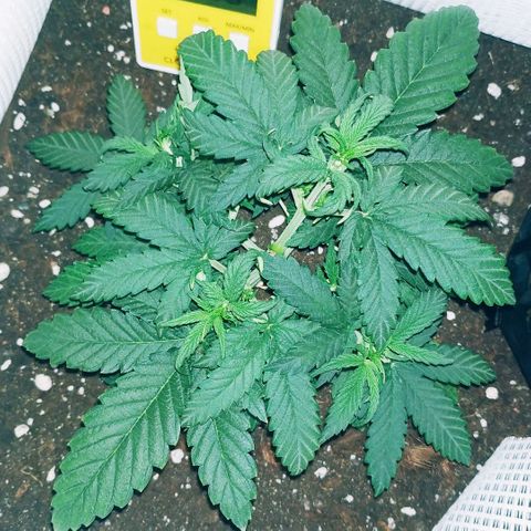 WW growlog timeline photo