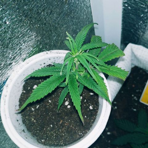 Lemon Haze Clone 1 growlog timeline photo