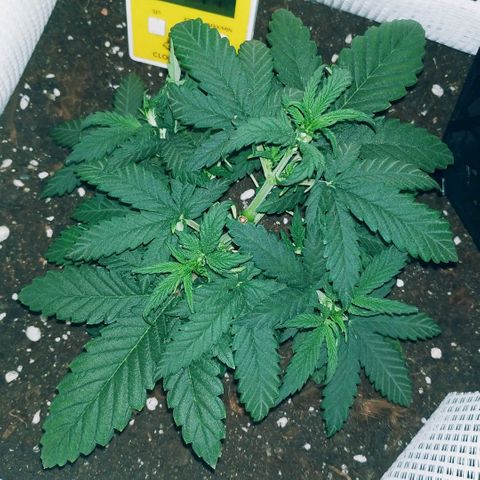 WW growlog timeline photo