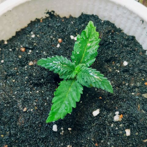 AK 49 #2 growlog timeline photo