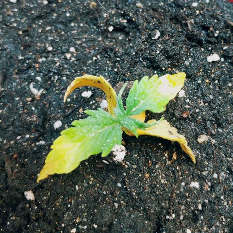 OG Kush Auto growlog timeline photo