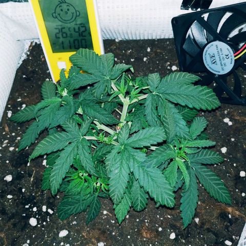 WW growlog timeline photo